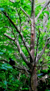 A tui, a common sight in our garden
