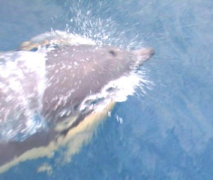 One of the dolphins that was riding our bough wave
