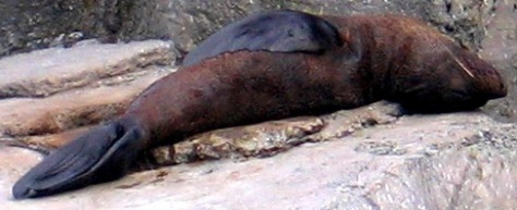 A New Zealand fur seal (not dead, resting)