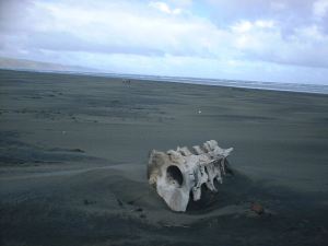 A whale vertebrae my dad found while walking on the beach