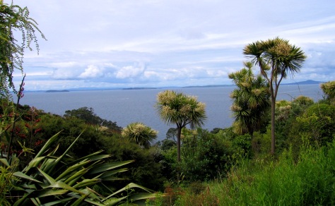 A view from Tiritiri