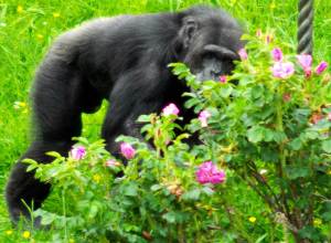 Chimpanzee Hamilton Zoo New Zealand