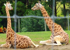 Giraffes Hamilton Zoo New Zealand