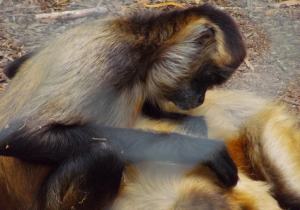 Brown Capuchin Monkey Hamilton Zoo New Zealand