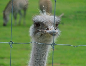 Ostrich Hamilton Zoo New Zealand