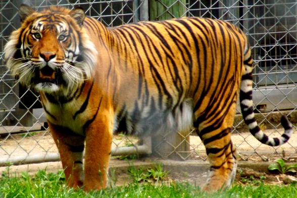 Sumatran Tiger Hamilton Zoo New Zealand