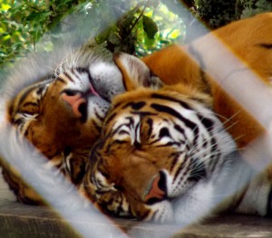 Sumatran Tigers Hamilton Zoo New Zealand