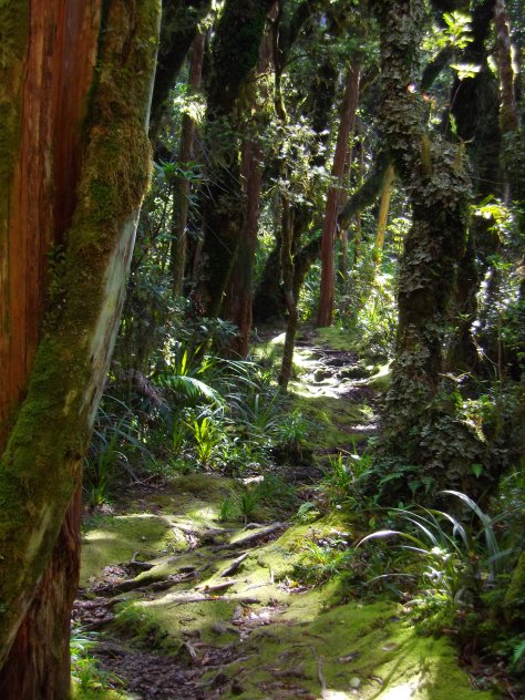 Goblin Forest Taranaki New Zealand