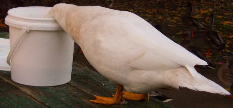 A Duck with Its Head in a Bucket