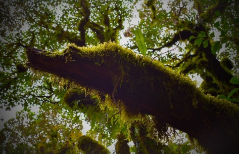 Goblin Forest, Taranaki