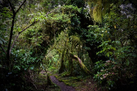 Goblin Forest, Taranaki